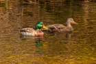 USA, Colorado, Fort Collins. American mallard duck pair in water. Art Print